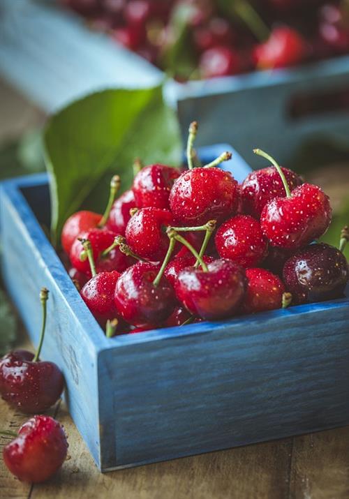 Basket of dew covered fresh cherries 