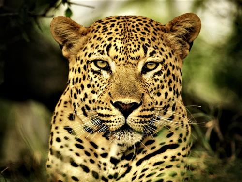 https://wallpaperaccess.com/animal-leopard 