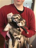 ferret 