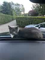 zoe 