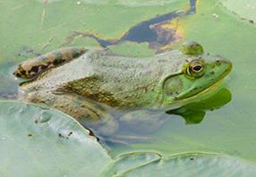 NL Frog 